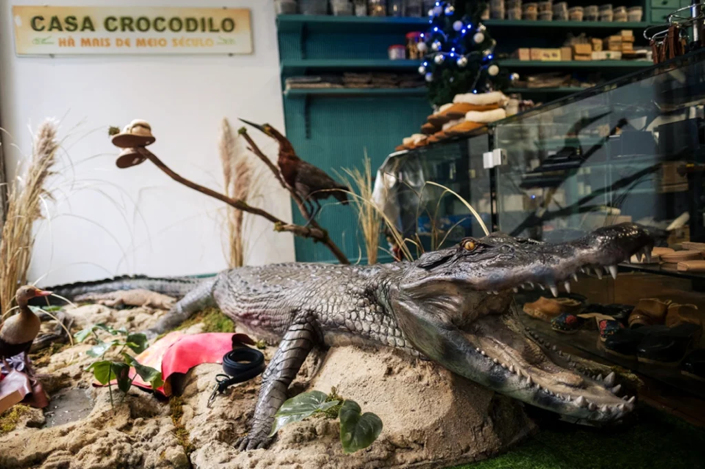Decoração de montra com crocodilo restaurado